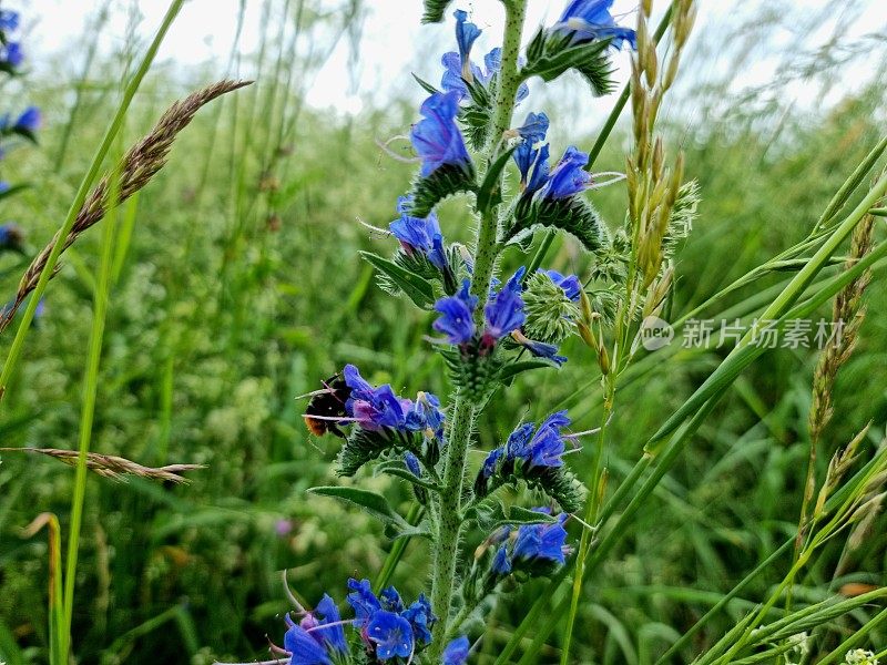 蓝草(Echium vulga)